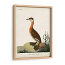 Grebe De Cuello Rojo - John Latham | Cuadro decorativo de Canvas Lab
