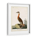 Grebe De Cuello Rojo - John Latham | Cuadro decorativo de Canvas Lab