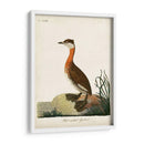 Grebe De Cuello Rojo - John Latham | Cuadro decorativo de Canvas Lab