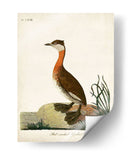 Grebe De Cuello Rojo - John Latham | Cuadro decorativo de Canvas Lab