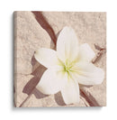 Piedra Blossom Iv - Jason Johnson | Cuadro decorativo de Canvas Lab