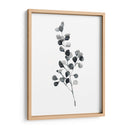 Brume Botanical Iii - Emma Scarvey | Cuadro decorativo de Canvas Lab