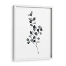 Brume Botanical Iii - Emma Scarvey | Cuadro decorativo de Canvas Lab
