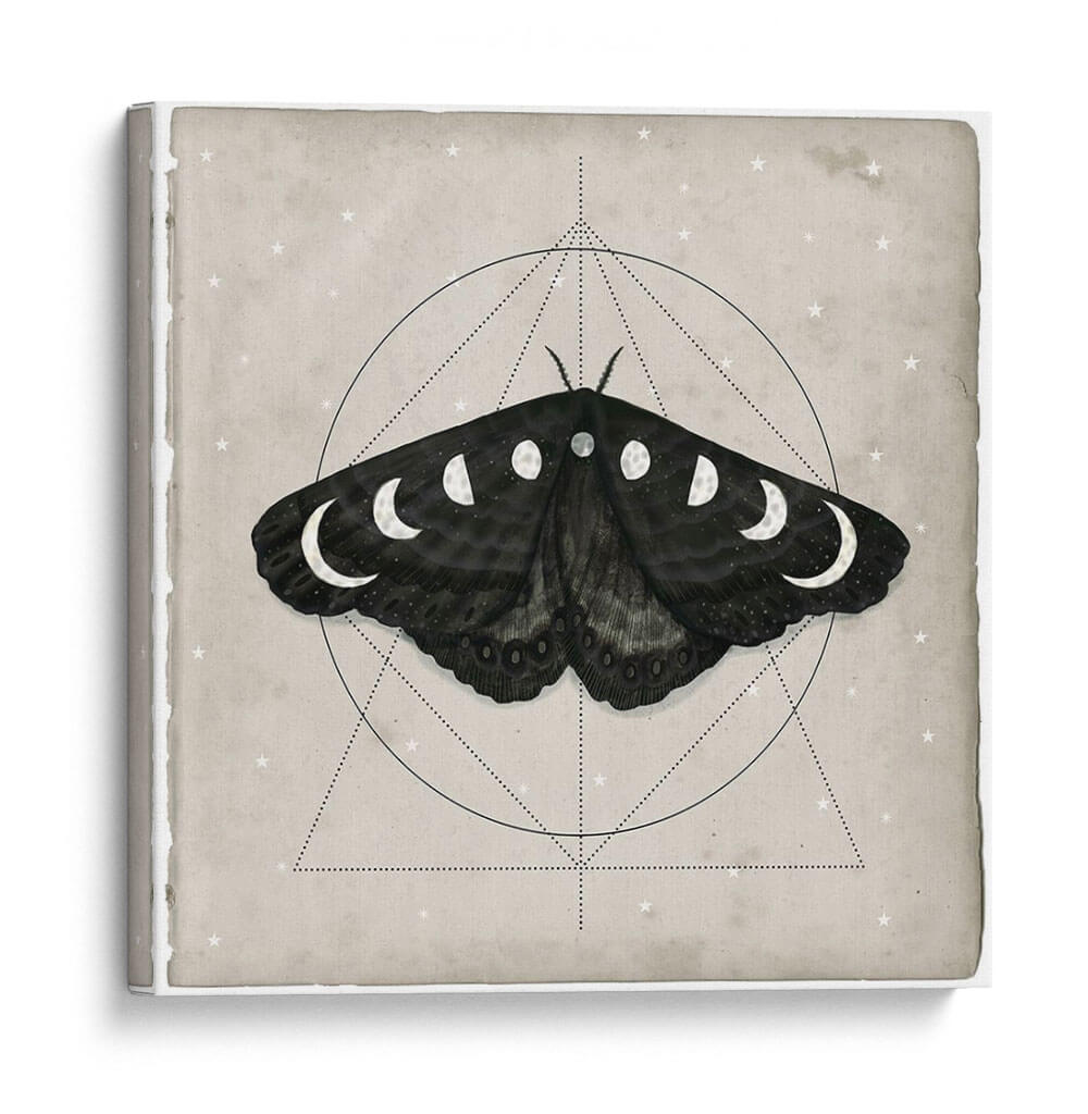 Midnight Moth I - Victoria Borges | Cuadro decorativo de Canvas Lab