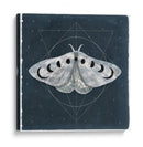 Midnight Moth Ii - Victoria Borges | Cuadro decorativo de Canvas Lab