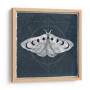 Midnight Moth Ii - Victoria Borges | Cuadro decorativo de Canvas Lab