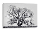 Grand Oak Tree I - Rachel Perry | Cuadro decorativo de Canvas Lab