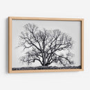 Grand Oak Tree I - Rachel Perry | Cuadro decorativo de Canvas Lab