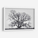 Grand Oak Tree I - Rachel Perry | Cuadro decorativo de Canvas Lab