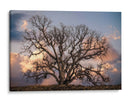 Grand Oak Tree Ii - Rachel Perry | Cuadro decorativo de Canvas Lab