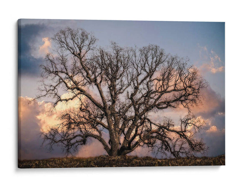 Grand Oak Tree Ii - Rachel Perry | Cuadro decorativo de Canvas Lab