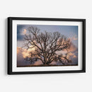 Grand Oak Tree Ii - Rachel Perry | Cuadro decorativo de Canvas Lab