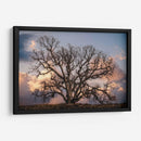 Grand Oak Tree Ii - Rachel Perry | Cuadro decorativo de Canvas Lab