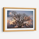 Grand Oak Tree Ii - Rachel Perry | Cuadro decorativo de Canvas Lab