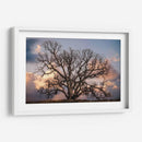 Grand Oak Tree Ii - Rachel Perry | Cuadro decorativo de Canvas Lab