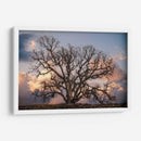 Grand Oak Tree Ii - Rachel Perry | Cuadro decorativo de Canvas Lab
