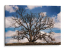 Grand Oak Tree Iii - Rachel Perry | Cuadro decorativo de Canvas Lab