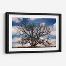 Grand Oak Tree Iii - Rachel Perry | Cuadro decorativo de Canvas Lab