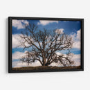 Grand Oak Tree Iii - Rachel Perry | Cuadro decorativo de Canvas Lab