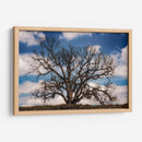 Grand Oak Tree Iii - Rachel Perry | Cuadro decorativo de Canvas Lab