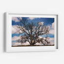 Grand Oak Tree Iii - Rachel Perry | Cuadro decorativo de Canvas Lab