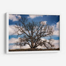 Grand Oak Tree Iii - Rachel Perry | Cuadro decorativo de Canvas Lab