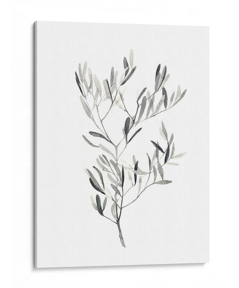 Paynes Gray Botanicals Iv - Emma Scarvey | Cuadro decorativo de Canvas Lab