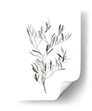 Paynes Gray Botanicals Iv - Emma Scarvey | Cuadro decorativo de Canvas Lab