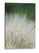 Macro Dandilion I - Renee W. Stramel | Cuadro decorativo de Canvas Lab