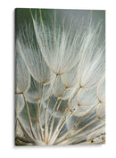 Macro Dandilion Ii - Renee W. Stramel | Cuadro decorativo de Canvas Lab