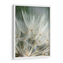 Macro Dandilion Ii - Renee W. Stramel | Cuadro decorativo de Canvas Lab