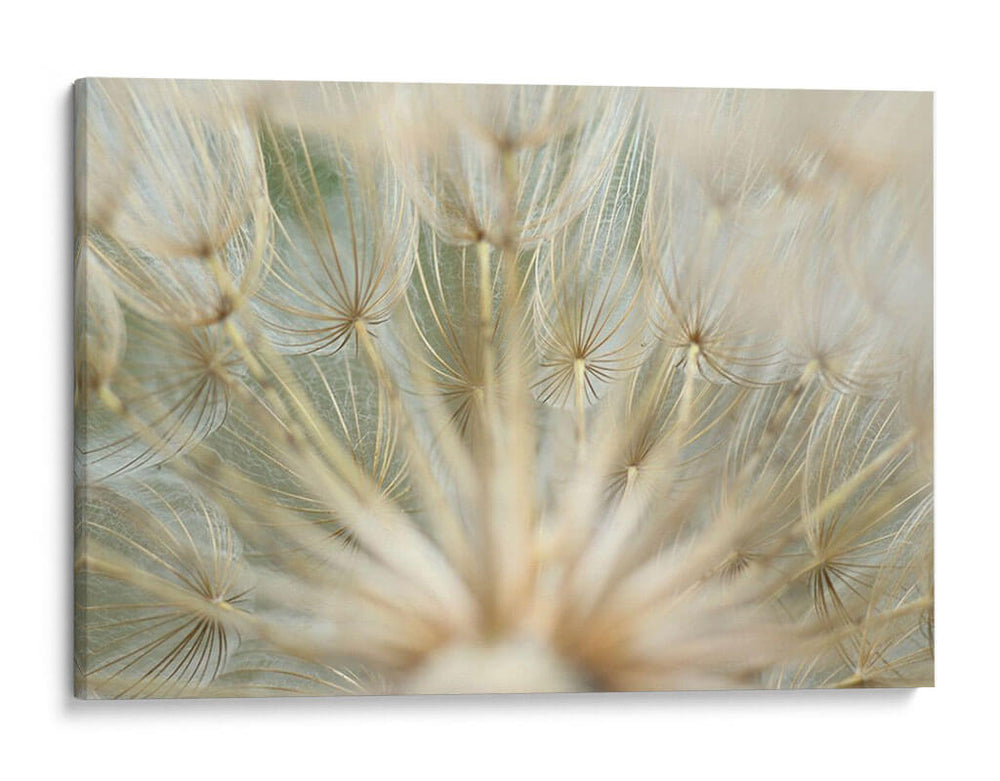 Macro Dandilion Iv - Renee W. Stramel | Cuadro decorativo de Canvas Lab