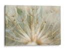 Macro Dandilion Iv - Renee W. Stramel | Cuadro decorativo de Canvas Lab