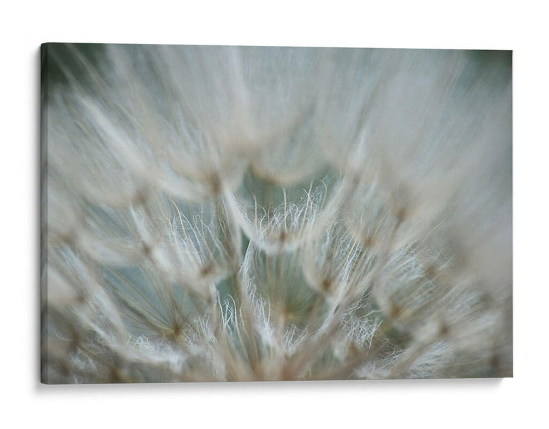 Macro Dandilion V - Renee W. Stramel | Cuadro decorativo de Canvas Lab