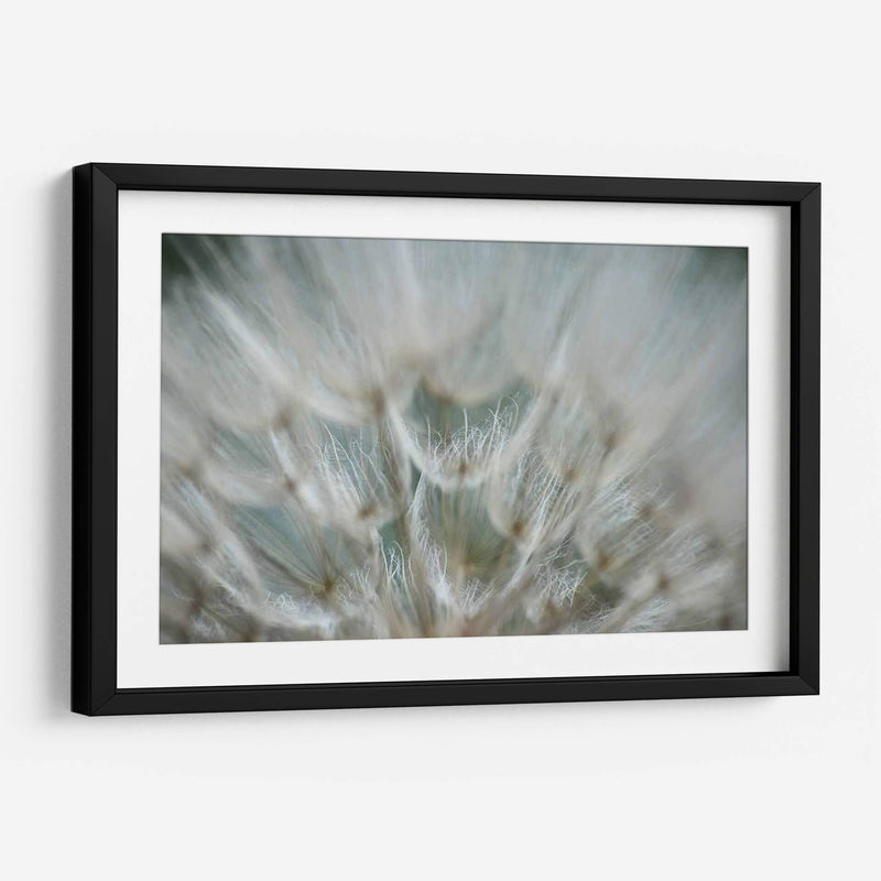 Macro Dandilion V - Renee W. Stramel | Cuadro decorativo de Canvas Lab