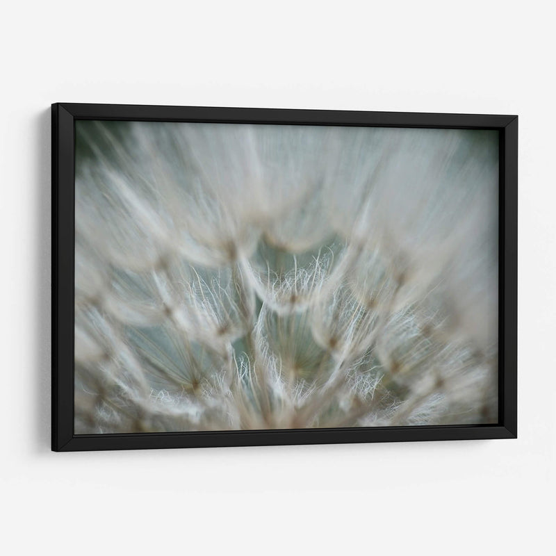 Macro Dandilion V - Renee W. Stramel | Cuadro decorativo de Canvas Lab