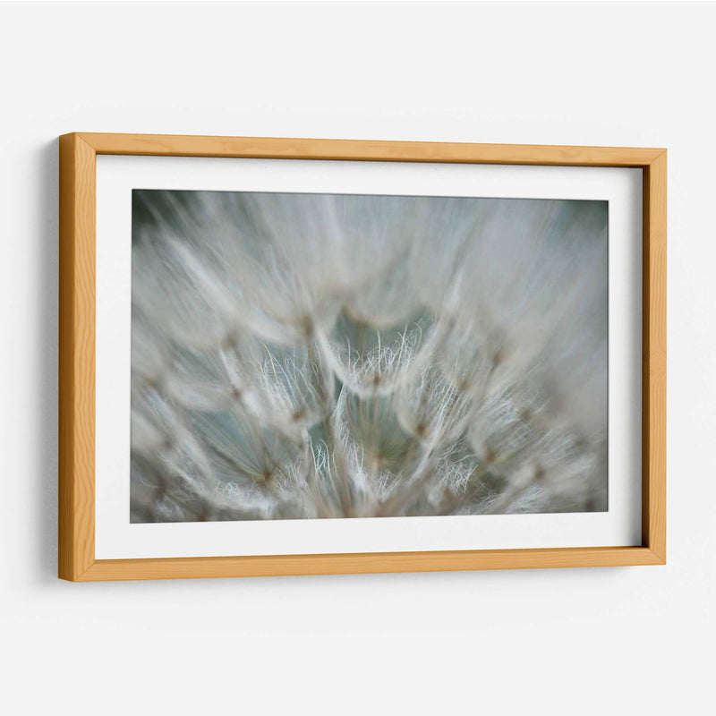 Macro Dandilion V - Renee W. Stramel | Cuadro decorativo de Canvas Lab