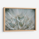 Macro Dandilion V - Renee W. Stramel | Cuadro decorativo de Canvas Lab
