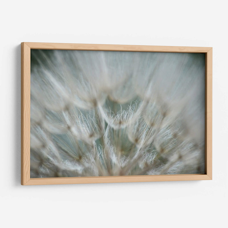 Macro Dandilion V - Renee W. Stramel | Cuadro decorativo de Canvas Lab