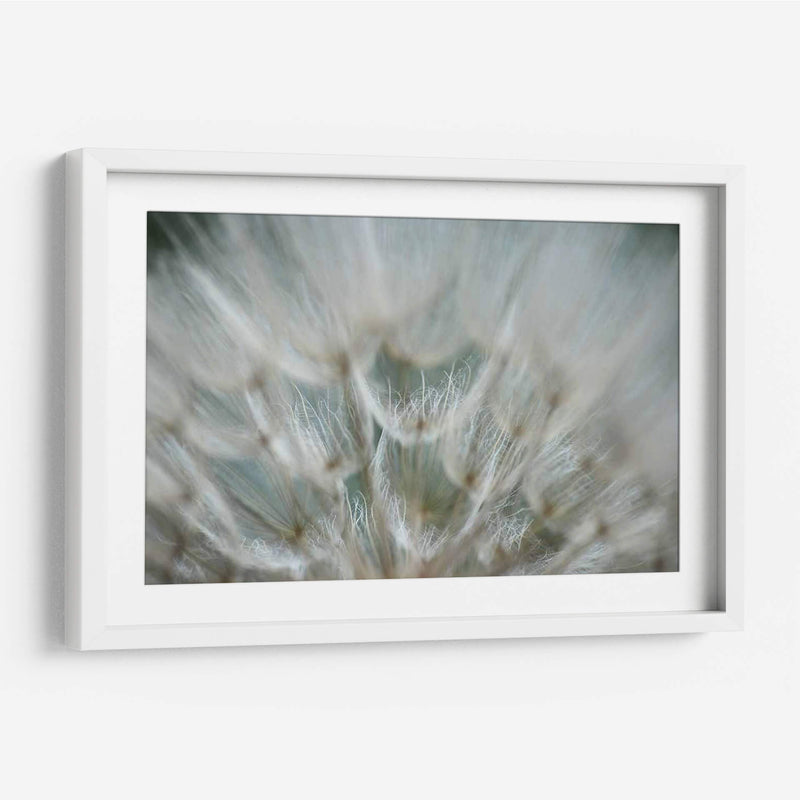 Macro Dandilion V - Renee W. Stramel | Cuadro decorativo de Canvas Lab
