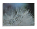 Macro Dandilion Vii - Renee W. Stramel | Cuadro decorativo de Canvas Lab