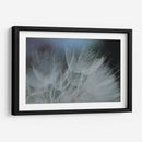 Macro Dandilion Vii - Renee W. Stramel | Cuadro decorativo de Canvas Lab