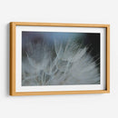 Macro Dandilion Vii - Renee W. Stramel | Cuadro decorativo de Canvas Lab