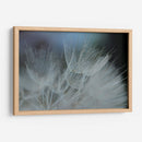 Macro Dandilion Vii - Renee W. Stramel | Cuadro decorativo de Canvas Lab