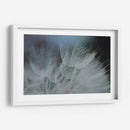 Macro Dandilion Vii - Renee W. Stramel | Cuadro decorativo de Canvas Lab