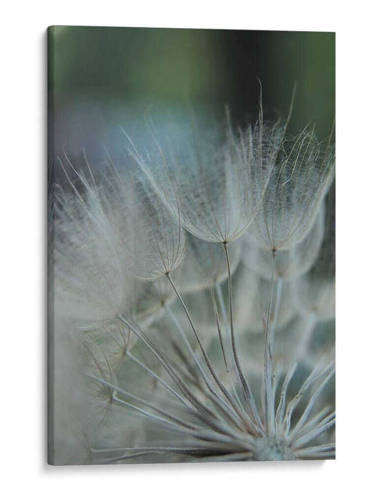 Macro Dandilion Viii - Renee W. Stramel | Cuadro decorativo de Canvas Lab
