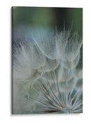 Macro Dandilion Viii - Renee W. Stramel | Cuadro decorativo de Canvas Lab