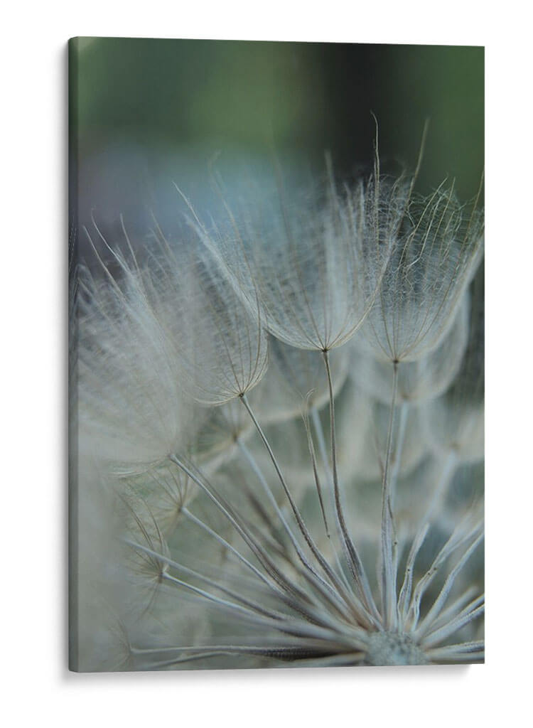 Macro Dandilion Viii - Renee W. Stramel | Cuadro decorativo de Canvas Lab