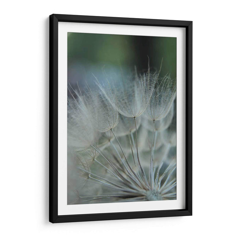 Macro Dandilion Viii - Renee W. Stramel | Cuadro decorativo de Canvas Lab