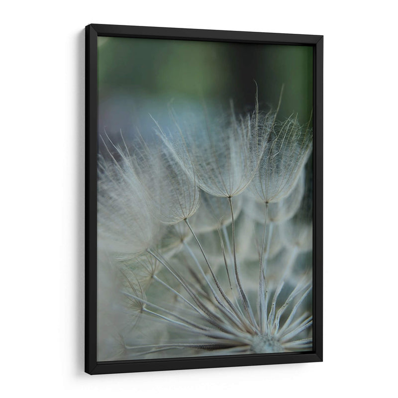 Macro Dandilion Viii - Renee W. Stramel | Cuadro decorativo de Canvas Lab